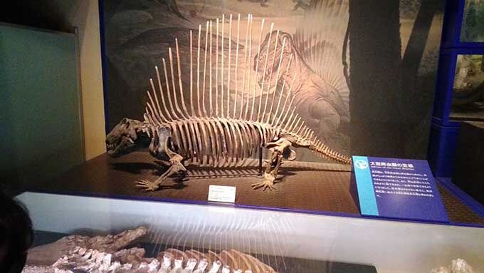 子供と楽しむ博物館！恐竜の化石