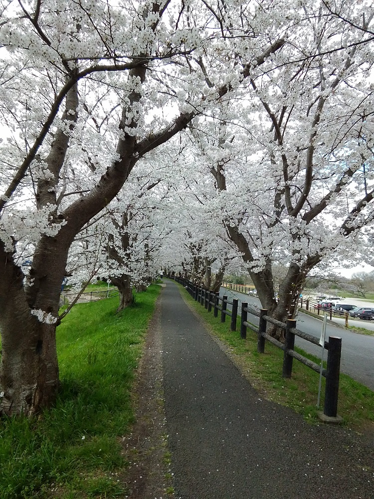 花見スポット穴場 関東 福岡堰の桜は枝が大ぶりで圧巻だった